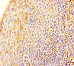 Immunofluorescent analysis of Hela cells using CAC14562 at dilution of 1:100 and Alexa Fluor 488-congugated AffiniPure Goat Anti-Rabbit IgG(H+L)