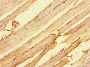 Immunofluorescent analysis of HepG2 cells using CAC14567 at dilution of 1:100 and Alexa Fluor 488-congugated AffiniPure Goat Anti-Rabbit IgG(H+L)