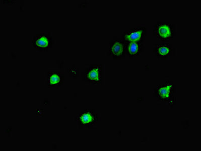 MTERF4 Polyclonal Antibody - image 4