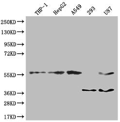 Immunohistochemistry of paraffin-embedded human pancreatic tissue using CAC14568 at dilution of 1:100