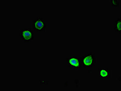 TSNARE1 Polyclonal Antibody - image 4