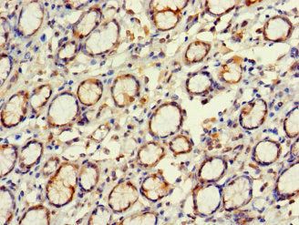 EXD2 Polyclonal Antibody - image 4