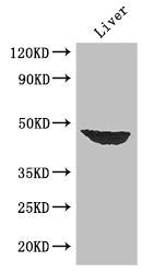 AFF4 Polyclonal Antibody - image 2