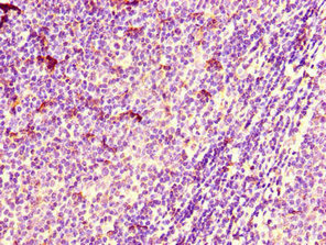 Western Blot, Positive WB detected in: 293 whole cell lysate, Hela whole cell lysate, 293T whole cell lysate, Jurkat whole cell lysate, K562 whole cell lysate, U251 whole cell lysate, PC-3 whole cell lysate, Mouse kidney tissue, Mouse brain tissue, All lanes: ARIH2 antibody at 1:2000, Secondary, Goat polyclonal to rabbit IgG at 1/50000 dilution, Predicted band size: 58 kDa, Observed band size: 68 kDa