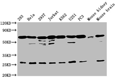 ARIH2 Polyclonal Antibody - image 4