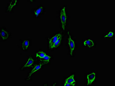 CD40 Polyclonal Antibody - image 3