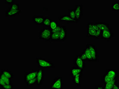 PLIN3 Polyclonal Antibody - image 4
