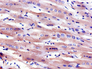 MSR1 Polyclonal Antibody - image 3