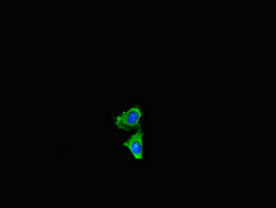 NF2 Polyclonal Antibody - image 4