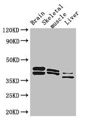 ALDOC Polyclonal Antibody - image 5