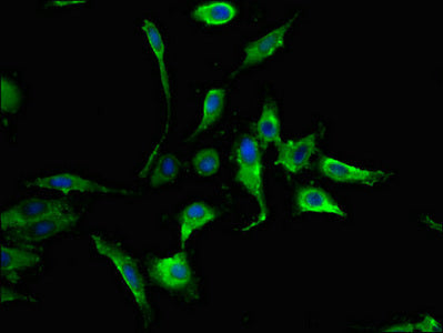 MAPK8 Polyclonal Antibody - image 5