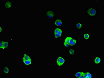 Western Blot, Positive WB detected in: A549 whole cell lysate, MCF-7 whole cell lysate, Mouse Heart tissue, All lanes: SRGAP2B antibody at 1:2000, Secondary, Goat polyclonal to rabbit IgG at 1/50000 dilution, Predicted band size: 54 kDa, Observed band size: 54 kDa