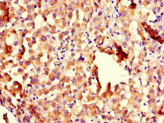 CHFR Polyclonal Antibody - image 4