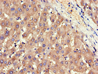 Immunofluorescent analysis of HepG2 cells using CAC14629 at dilution of 1:100 and Alexa Fluor 488-congugated AffiniPure Goat Anti-Rabbit IgG(H+L)