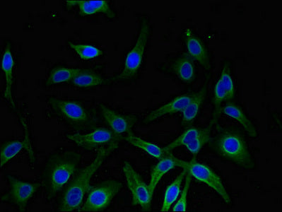 AKR1A1 Polyclonal Antibody - image 4
