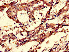 CCNC Polyclonal Antibody - image 4