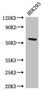 Immunofluorescent analysis of HepG2 cells using CAC14677 at dilution of 1:100 and Alexa Fluor 488-congugated AffiniPure Goat Anti-Rabbit IgG(H+L)