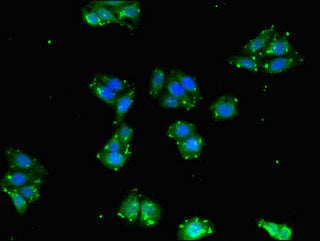 BPI Polyclonal Antibody - image 3
