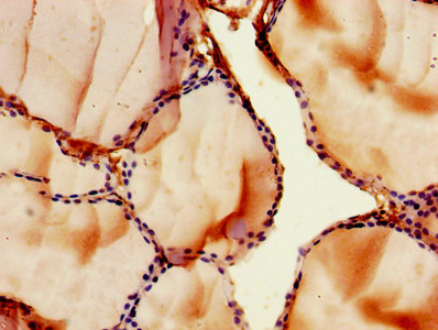 FZD9 Polyclonal Antibody - image 3