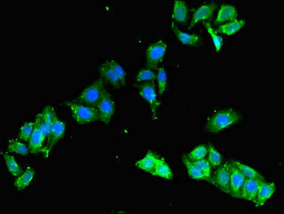 FCHO2 Polyclonal Antibody - image 3