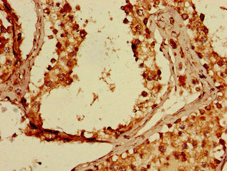 FKBP8 Polyclonal Antibody - image 4