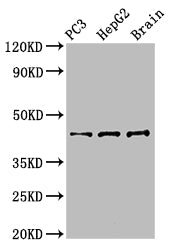 STAC Polyclonal Antibody - image 3