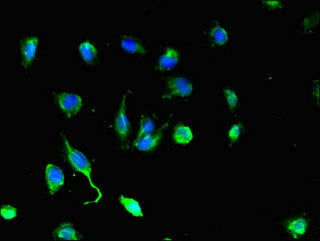 DEF6 Polyclonal Antibody - image 3
