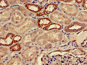 Immunofluorescent analysis of Hela cells using CAC14703 at dilution of 1:100 and Alexa Fluor 488-congugated AffiniPure Goat Anti-Rabbit IgG(H+L)