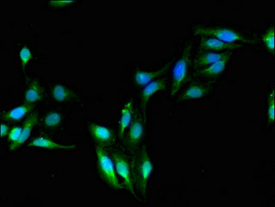 ADH5 Polyclonal Antibody - image 5