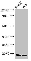 CAV2 Polyclonal Antibody - image 5