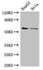 CDT1 Polyclonal Antibody - image 2
