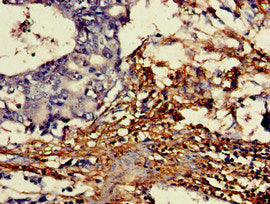 Western Blot, Positive WB detected in: Rat liver tissue, All lanes: DDO antibody at 3.5ug/ml, Secondary, Goat polyclonal to rabbit IgG at 1/50000 dilution, Predicted band size: 38, 31, 41, 34 kDa, Observed band size: 38 kDa