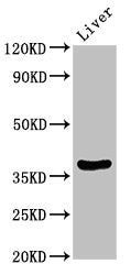 DDO Polyclonal Antibody - image 4