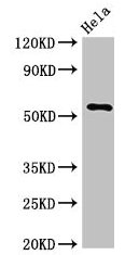 KRT7 Polyclonal Antibody - image 5