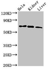 MLPH Polyclonal Antibody - image 4