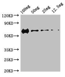 PRKDC Polyclonal Antibody - image 2