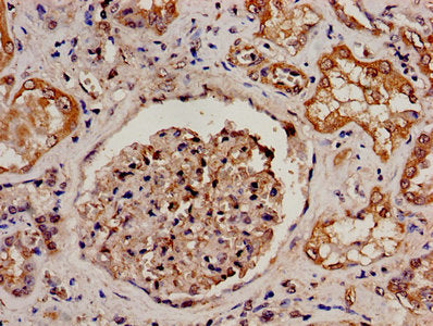 PRODH Polyclonal Antibody - image 4