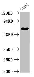 TFEB Polyclonal Antibody - image 4