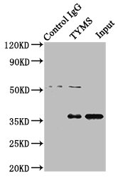 TYMS Polyclonal Antibody - image 4