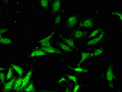 CHP1 Polyclonal Antibody - image 4