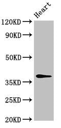 MAT2B Polyclonal Antibody - image 3