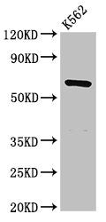 CDYL Polyclonal Antibody - image 3