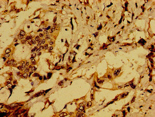 ACTR1A Polyclonal Antibody - image 3