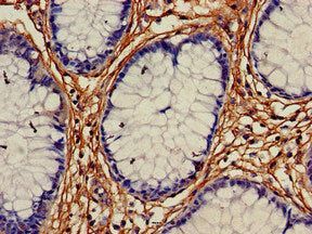 ALDH1A2 Polyclonal Antibody - image 4