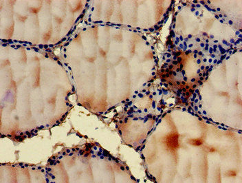 Immunohistochemistry of paraffin-embedded human pancreatic tissue using CAC14837 at dilution of 1:100