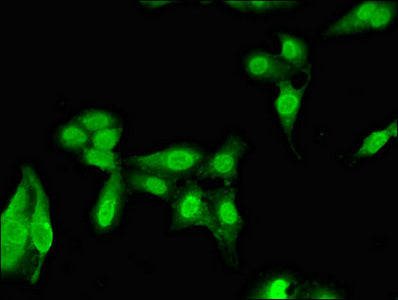 NARF Polyclonal Antibody - image 3