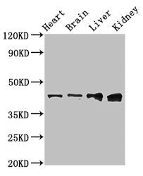 RUNX3 Polyclonal Antibody - image 4