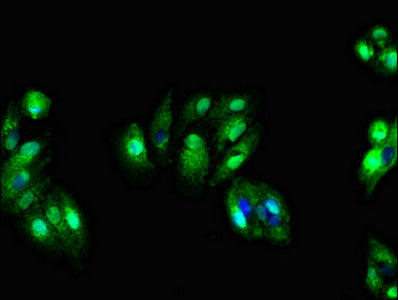 SDC4 Polyclonal Antibody - image 5