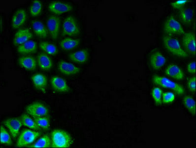 EMB Polyclonal Antibody - image 4