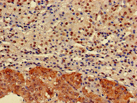 ELMOD2 Polyclonal Antibody - image 4
